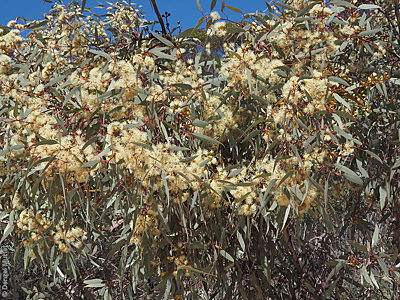 Eucalyptus socialis ssp. socialis f Denzel Murfet Hallelujah Hills